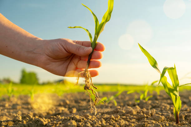 istock Farmer planting seedlings in ground close-up. 1466323898