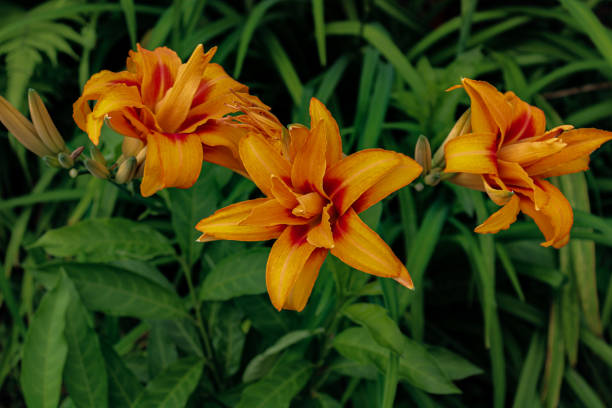 istock Orange daylilies grown in the garden 1466324256