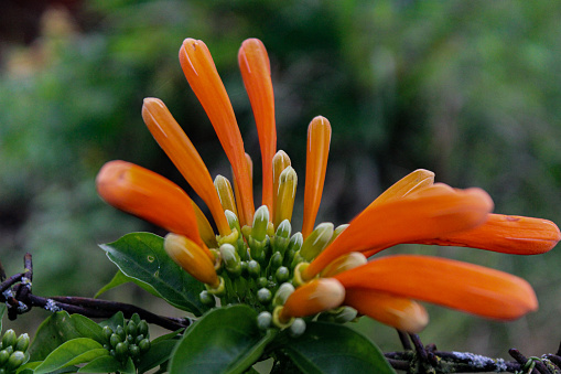 Closeup shrub with beautiful orange flowers, background with copy space, full frame horizontal composition