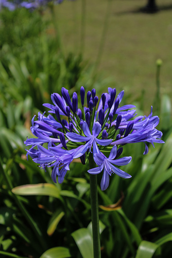 A closeup shot of blue Lily of the Nile flowers grown in the park