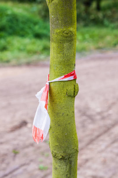 istock Red and white color ribbon tied around a green tree trunk 1466324824