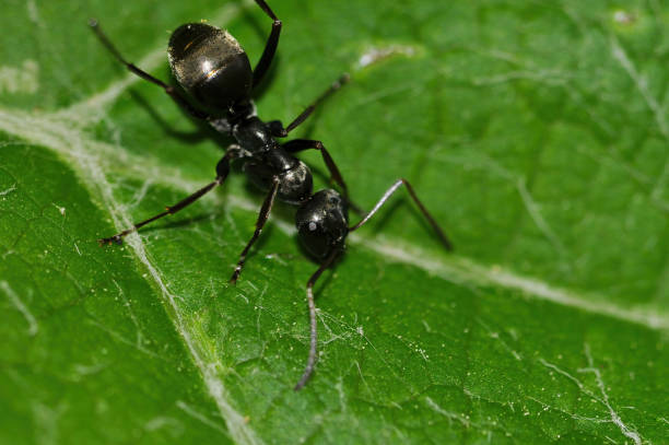 istock Selective focus shot of an ant climbing down a plant 1466324971