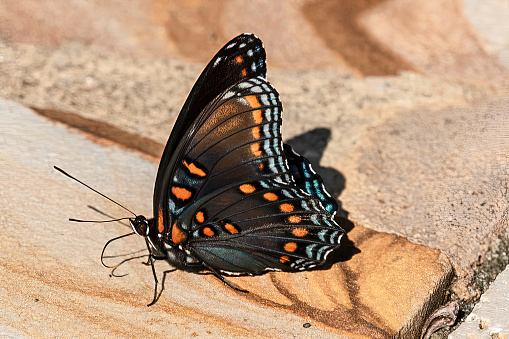 A selective focus shot of a butterfly with orange and blue wings standing on a wooden surface