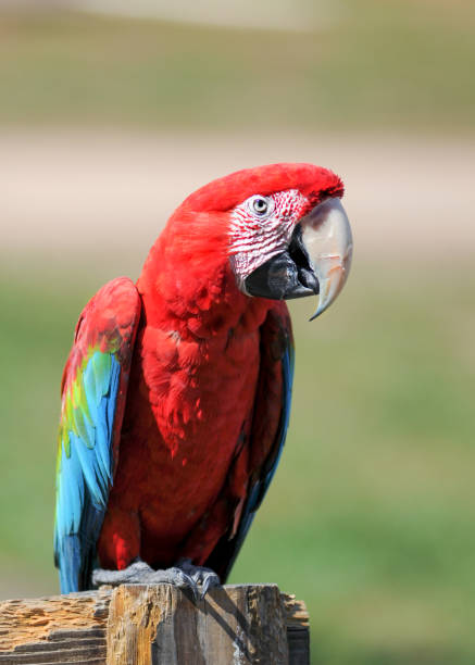 istock Vertical shot of a macaw bird perched on wood 1466325306