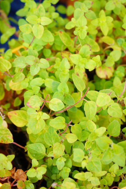istock Closeup of green herbs 1466325358