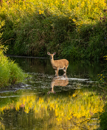 A beautiful, cute deer standing in a narrow river