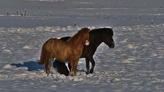 A scenic view of two horses in a field enveloped in snow
