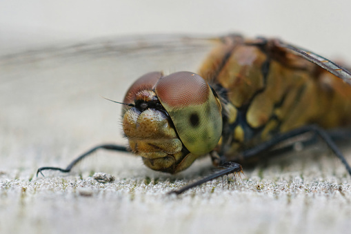 Detailed facial closeup on the Common darter, Sympetrum striolatum sitting on a piece of wood