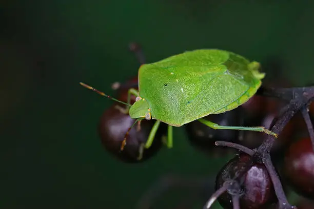 Closeup on an adult Southern green shieldbug, Nezara virudula sitting on berries of Elder, Sambucus nigra, in the garden