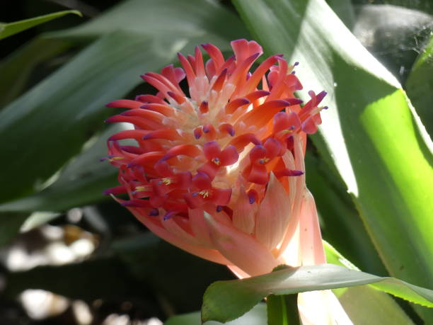 istock Red exotic flower in bloom 1466327465