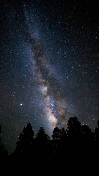 istock Silhouette of pine trees under a starry night 1466327560