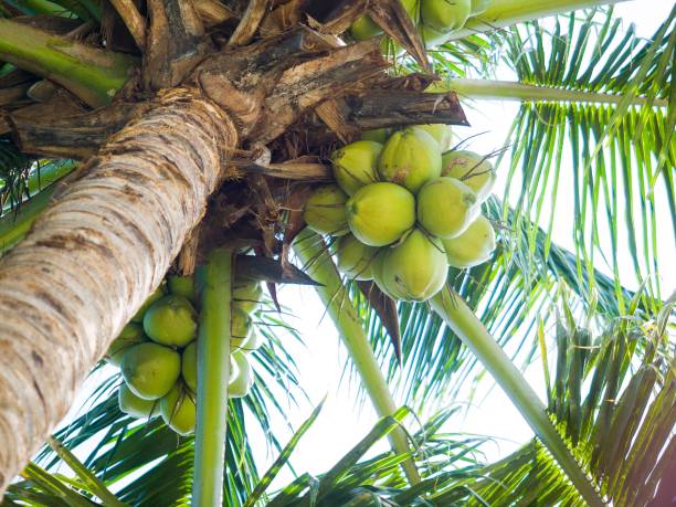 istock Low angle view of a coconut palm with fruits 1466327660