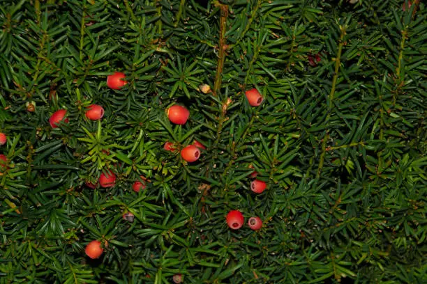 Yew twigs with red berries background