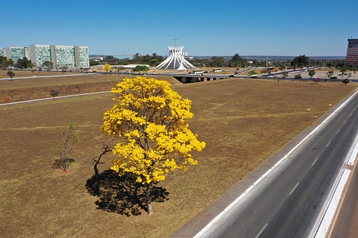 An aerial view of an ipe-yellow flowering tree and the Metropolitan Cathedral of Brasilia, Brazil in the background