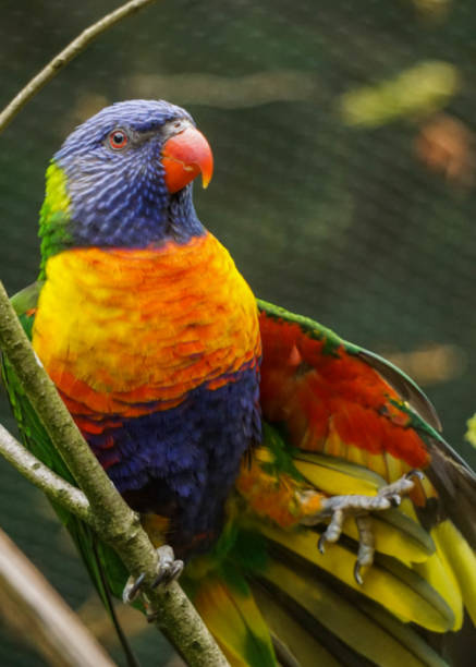 istock Closeup of a coconut lorikeet parrot perched on a tree twig 1466327809