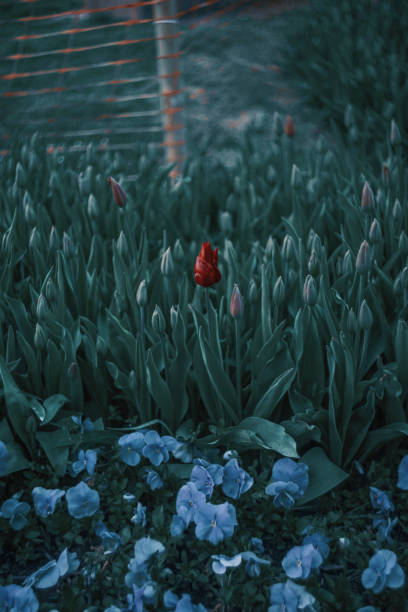 istock Selective of a red tulip in a garden 1466328525