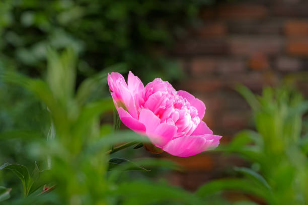 istock Selective focus of a pink peony flower 1466328591