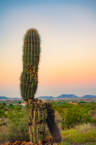 A selective of a Saguaro cactus at Phoenix Sonoran Preserve during sunrise