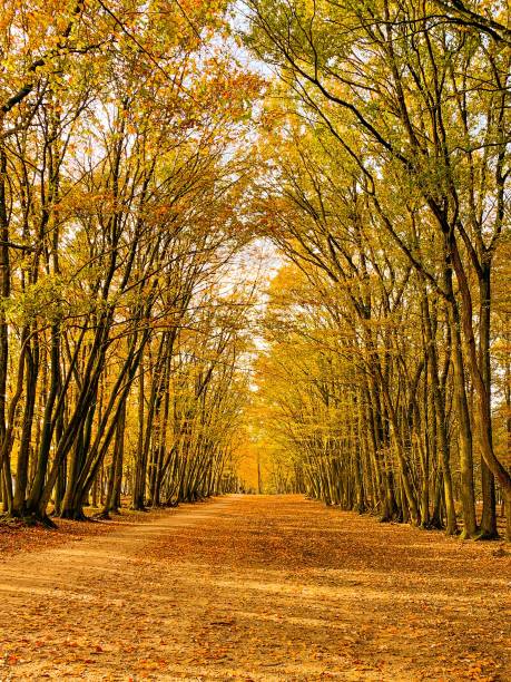 istock Trail in a fall park in the Netherlands 1466328938