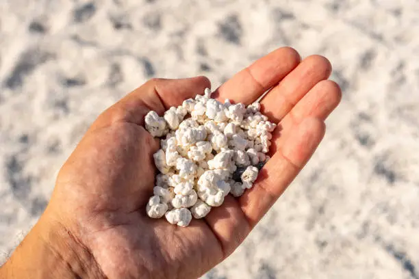Photo of Hand holding little coral scraps in the Popcorn Beach near the town of Corralejo, Spain