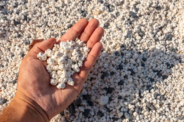 Photo of Hand holding little coral scraps in the Popcorn Beach near the town of Corralejo, Spain