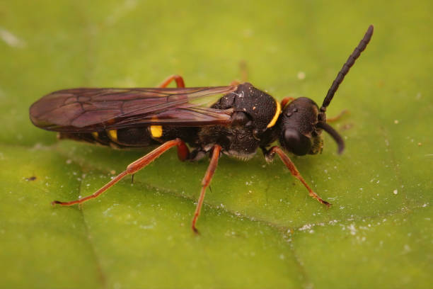 istock Closeup on the large spurred digger wasp, Nysson spinosus 1466329274