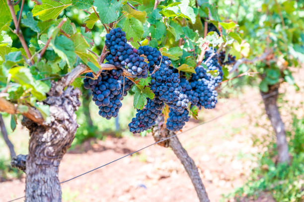 uvas de vino azul de primer plano cuelgan de una planta de vid en un país vinícola durante el otoño, hojas verdes alrededor de las uvas - vine vineyard wine california fotografías e imágenes de stock