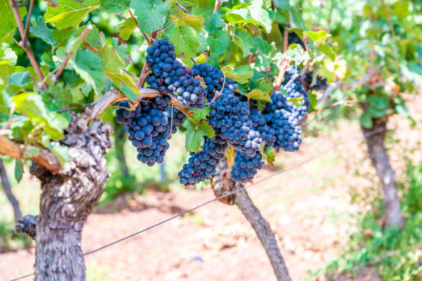 gros plan sur des raisins de cuve bleus accrochés à un plant de vigne dans une région viticole en automne, feuilles vertes autour des raisins - vineyard california napa valley vine photos et images de collection