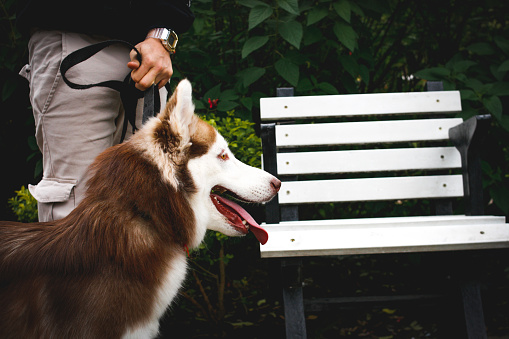 A closeup shot of a Siberian Husky in the park with its owner