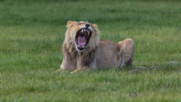 istock Lion lying and roaring on the grass 1466332656