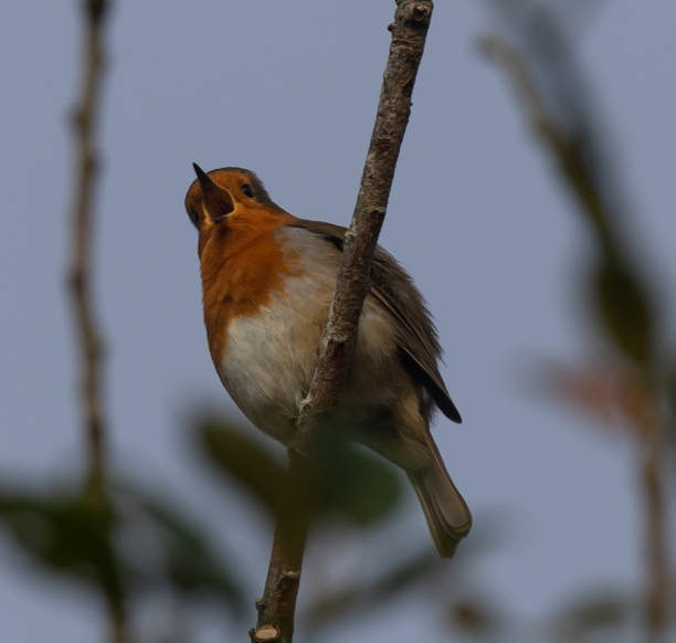 istock Low angle shot of a European robin on a branch 1466332701