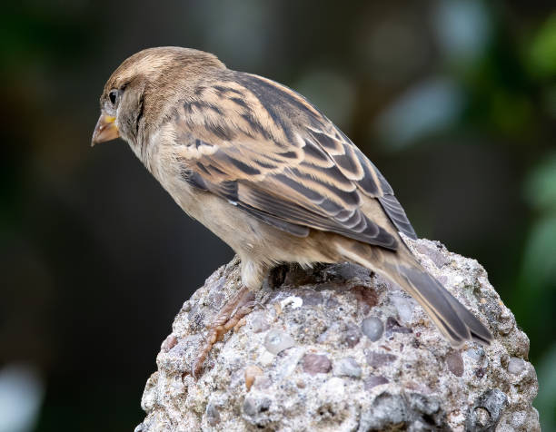 istock Closeup shot of a sparrow bird perched on a rock 1466332764
