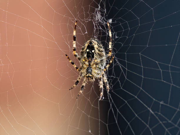 istock Closeup shot of an orbweaver angulate spider weaving a web 1466332832