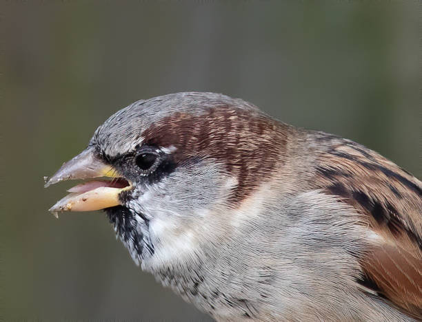 istock Closeup shot of a sparrow bird head 1466332850