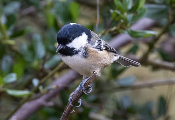 istock Closeup shot of a chickadee bird perched on a branch 1466332852