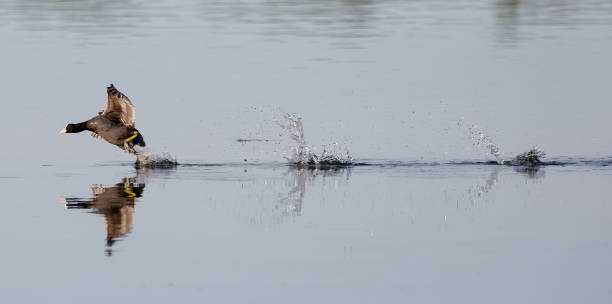 istock Eurasian coot and its reflection in the river 1466332893