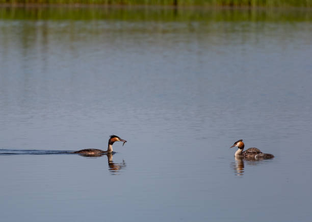 istock Pair of Great crested grebe birds swimming in a pond 1466332910