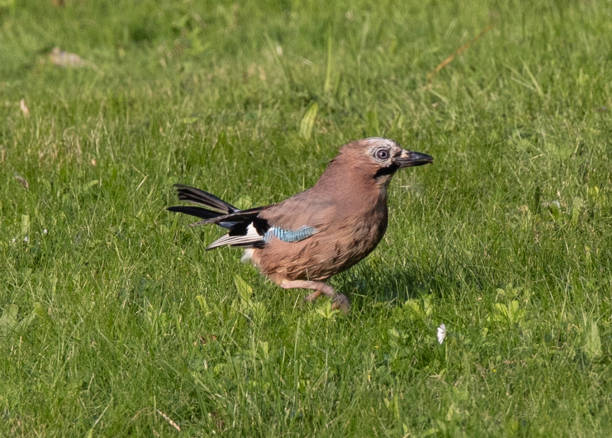 A closeup shot of a Eurasian jay on a meadow