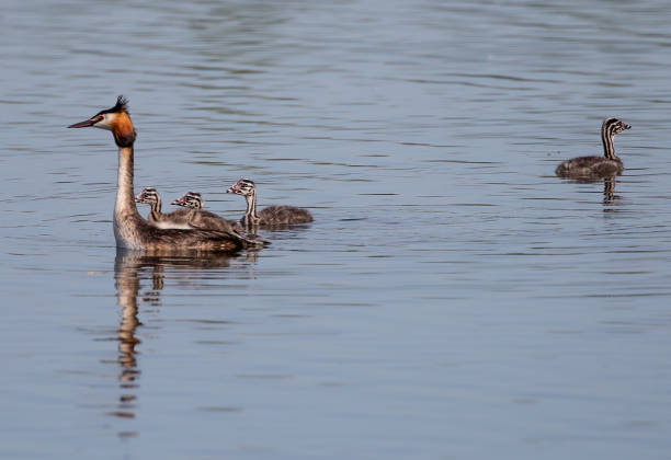 istock Great crested grebe and babies in the riv 1466332993