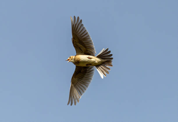 istock Low angle shot of a common skylark bird flying in a blue sky 1466333015