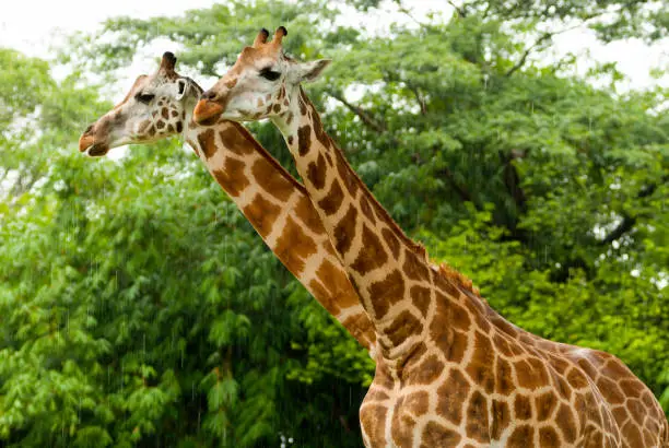 Giraffes under the rain safari auto park in Guatemala. Giraffa camelopardalis. Central America.