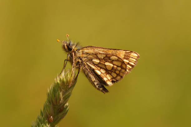 istock Closeup on the smallchequered skipper butterfly, Carterocephalus palaemon 1466333432