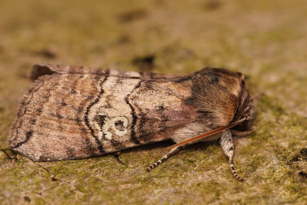 istock Closeup on the figure of eighty moth, Tethea ocularis, sitting 1466333436