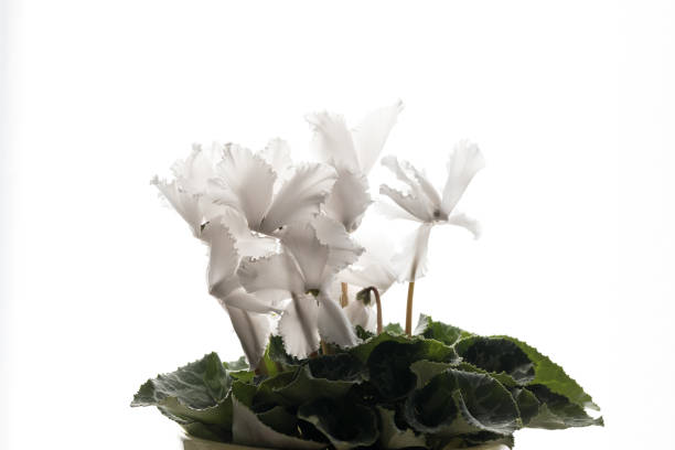 Close Up Beautiful Cyclamen Flower In Bloom Isolated On White Background