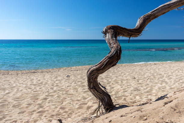 Ile d'Oleron Beach in France