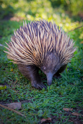 Close up of a echidna walking towards the camera