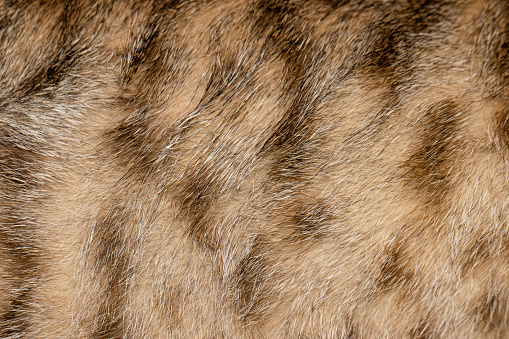 A closeup shot of the texture of a cat fur
