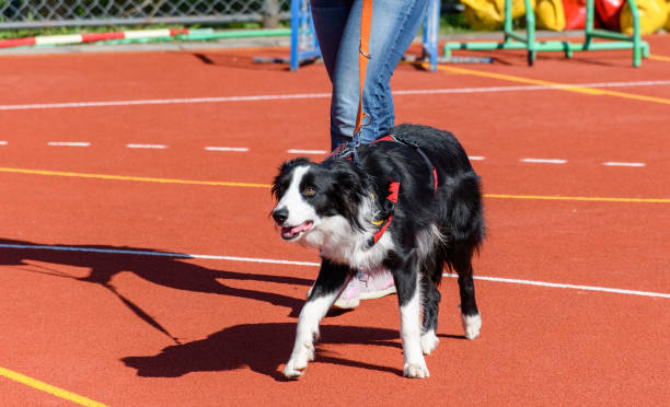 Border collie service dog and trainer demonstrating search and rescue exercise during training