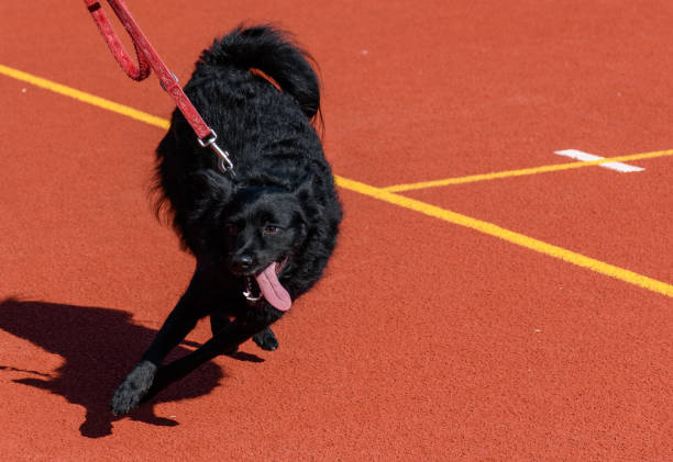 Black dog on leash in dog school