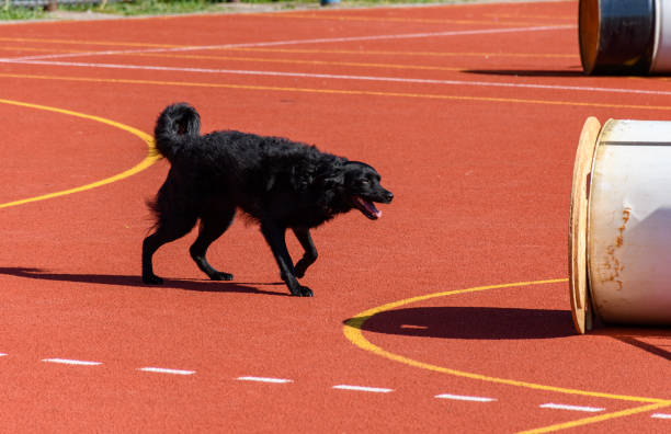Black service dog in action during search and rescue training.
